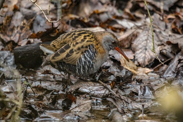 water rail