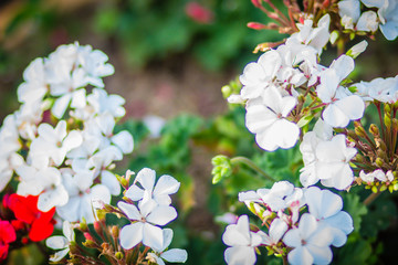 Beautiful white flowers of Pelargonium peltatum on the flowerbed for background. Pelargonium peltatum is a species of pelargonium known by the common names ivy-leaf geranium and cascading geranium.
