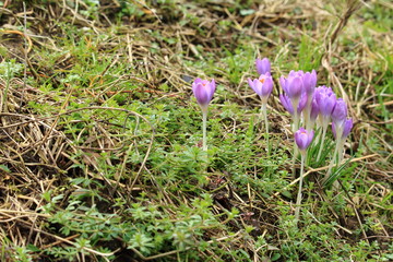 Krokusse in sch&ouml;nster Bl&uuml;te