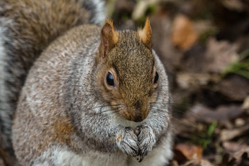 grey squirrel