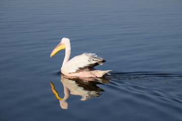 Pelikan auf dem Wasser