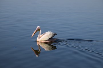 Pelikan auf dem Wasser