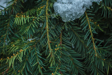 A green spruce twigs covered by snow