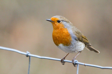 robin