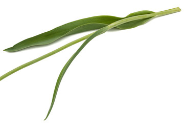 Leaf of tulip, isolated on white background