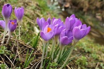 Krokusse in sch&ouml;nster Bl&uuml;te