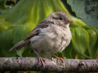 junger haussperling