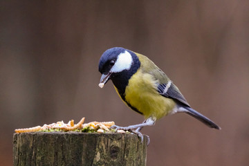 great tit