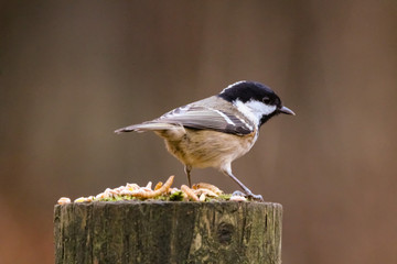 coletit