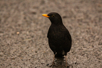 blackbird