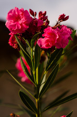 Flores vermelhas formando um lindo papel de parede.