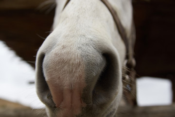 White horse with a saddle and a harness looks out of the stable, close-up