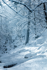  Winter in the forest 02 © Grzegorz