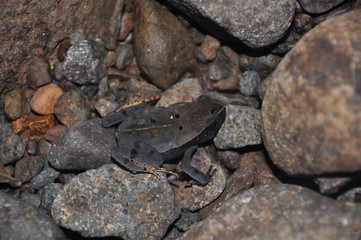 Frog with Camouflage Costa Rica