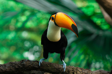 Fototapeta premium Toucan sits on a branch in the jungle