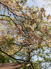 Fototapeta premium past pink dogwood to blue ash