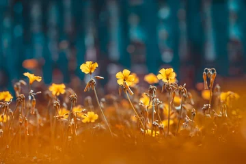 Foto op Plexiglas Beautiful wild flowers © Anna Om