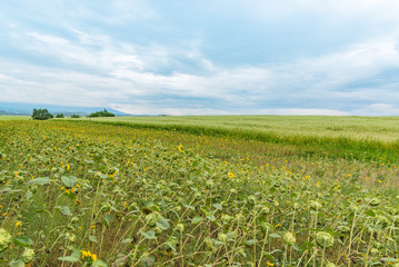 北海道美瑛のソバ畑