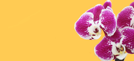 Fototapeta na wymiar pink Orchid flowers on bright yellow background