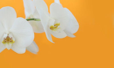 white Orchid on bright yellow background