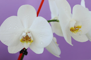 Fototapeta na wymiar white Orchid on purple background