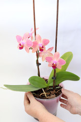 woman caring for an Orchid