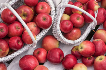 Natural background with red apples in white boxes and baskets in orchard. Picking apples in autumn. Garden.