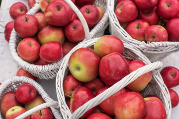Natural background with red apples in white boxes and baskets in orchard. Picking apples in autumn. Garden.