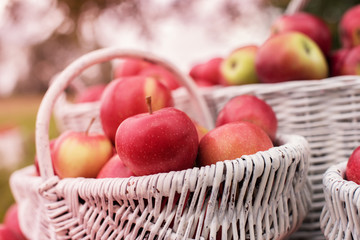 Natural background with red apples in white boxes and baskets in orchard. Picking apples in autumn. Garden.