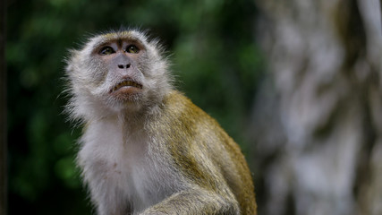 Macaque in Malaysia
