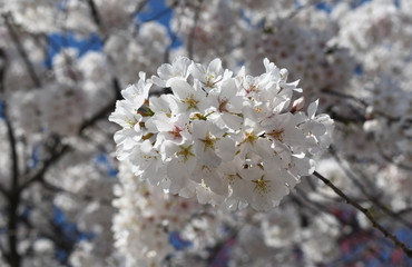 Blooming white cherry tree flowers in spring