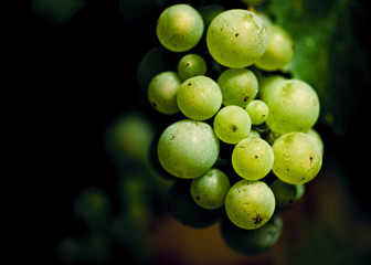 bunch of green grapes