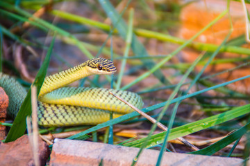 Cute golden tree snake (Chrysopelea ornata) is slithering on cluttered grass. Chrysopelea ornata is also known as golden tree snake, ornate flying snake, golden flying snake, found in Southeast Asia.