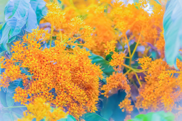 Fototapeta na wymiar Yellow Saraca flowers (Saraca thaipingensis Cantley ex Prain) on tree in the forest. It's also known as Yellow Saraca, Talan, Bunga Asoka, Gapis Golak, Yellow Asoka, Gapis, Gapis Batan, Gapis Batang.