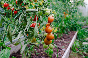 Ripening tomatoes in a greenhouse. Harvest and gardening concept