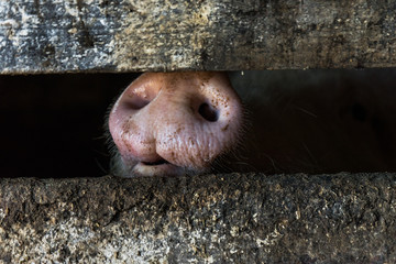Pig nose in the pen. Focus is on nose. Shallow depth of field.