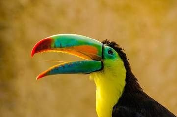 A portrait  of  a beautiful colored Rainbow Toucan