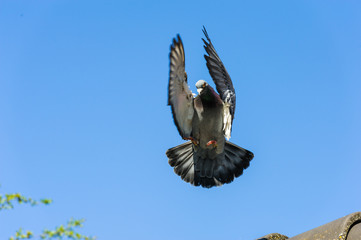 Landing of racing pigeon with wings and tail braking the speed