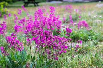 Naklejka premium nordic pink meadow flower