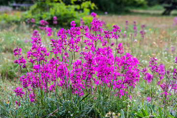 Fototapeta premium nordic pink meadow flower