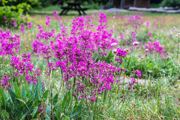 Fototapeta premium nordic pink meadow flower