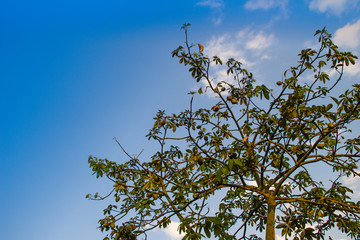 Malabar chestnut tree (Pachira aquatica) with blue sky background. Pachira aquatica also known as Malabar chestnut, French peanut, Guiana chestnut, provision tree, saba nut, money tree and money plant