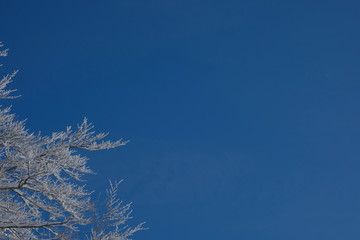 Winter  background. Snow on the tree with sky background.