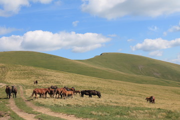 herd of horses grazing in the hills