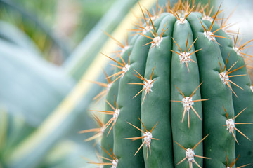 Cactus Family, close-up barrel cactus. thorn cactus texture background, close up