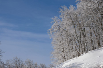 Winter  background. Snow on the tree with sky background.