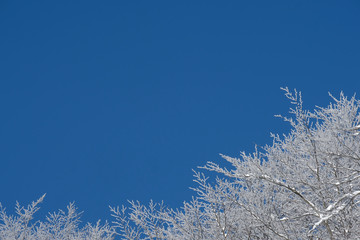 Winter  background. Snow on the tree with sky background.