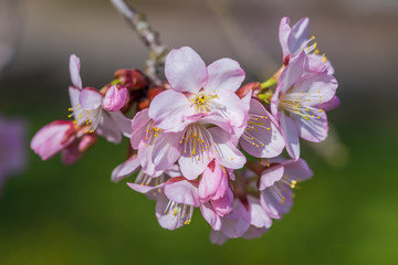Fototapeta na wymiar hellrosa Kirschblüten, Hintergrund grün-braun