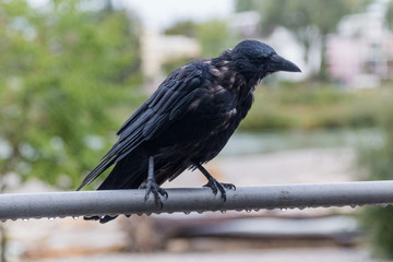 Rabenkrähe sitzend auf einer Metallstange mit Regentropfen