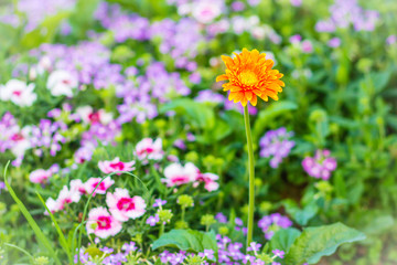 Beautiful orange hybrid Gerbera or Barberton daisy flowers (Gerbera jamesonii hybrida) on the flowerbed. Gerbera jamesonii, also known as Barberton daisy, Transvaal daisy, Barbertonse madeliefie.